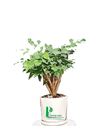 CHẬU CÂY HẠNH PHÚC