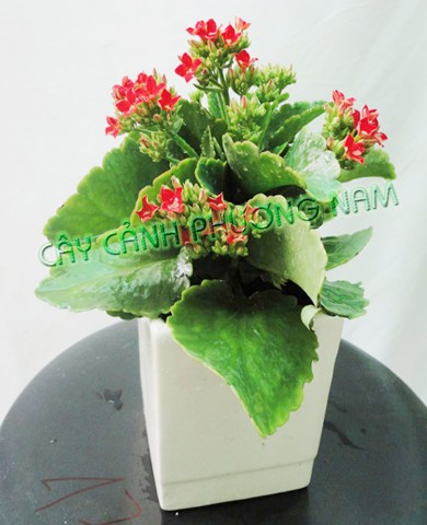 Cây sống đời 13