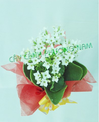 Cây sống đời 12