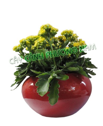 Cây sống đời 10