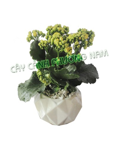 Cây sống đời 09