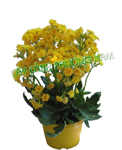 Cây sống đời 08