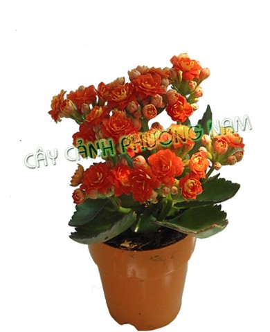 Cây sống đời 07