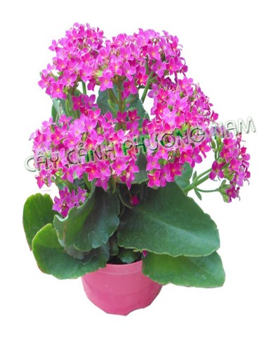 Cây sống đời 06