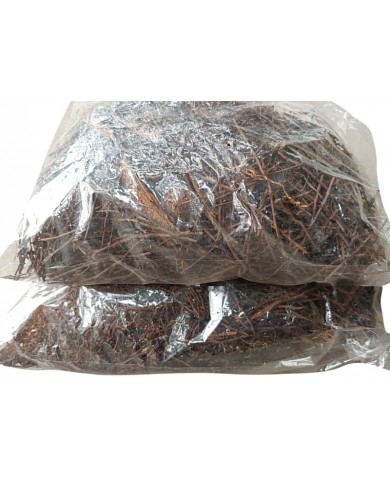 Dớn cọng trồng lan