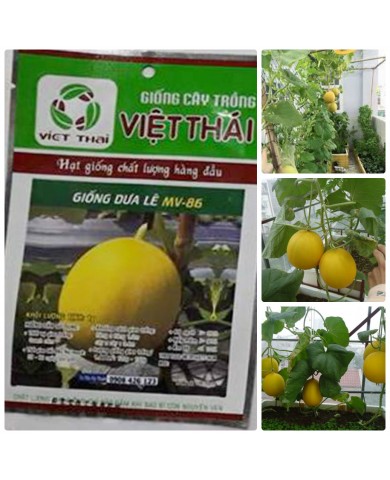 HẠT GIỐNG DƯA LÊ