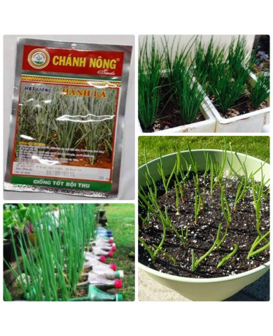 HẠT GIỐNG HÀNH LÁ