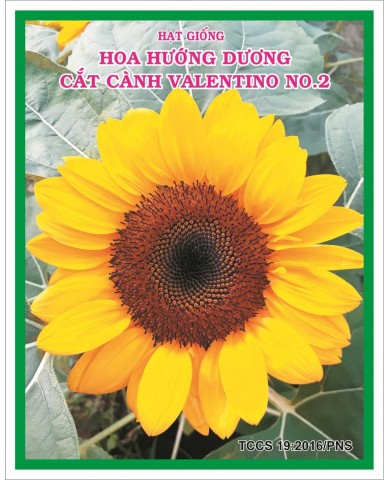 HẠT GIỐNG HOA HƯỚNG DƯƠNG CẮT CÀNH