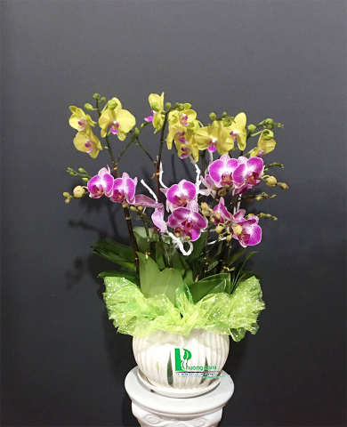 Chậu Lan hồ điệp