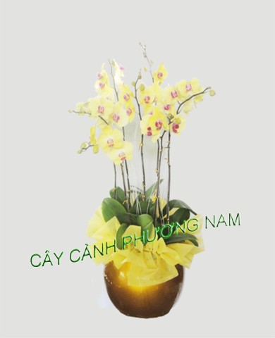 Chậu lan hồ điệp