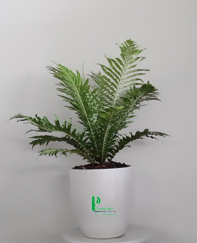 CHẬU CÂY DƯƠNG XỈ 4