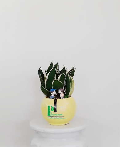 CHẬU CÂY LƯỠI HỔ 2