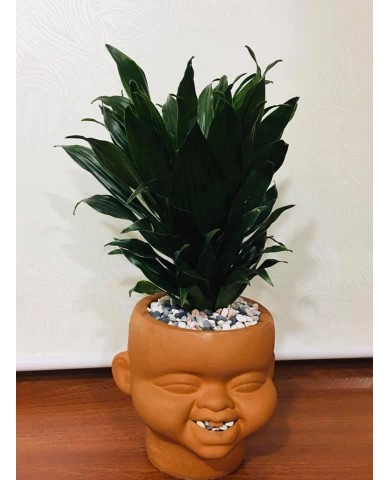 Chậu cây phát tài Úc 1