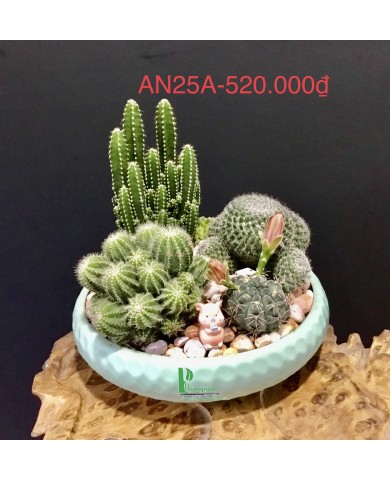 Sen đá 223