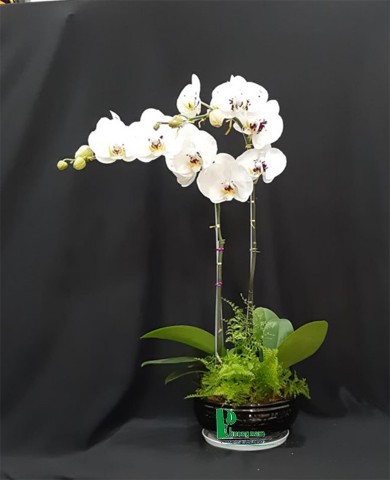 Chậu lan hồ điệp 61