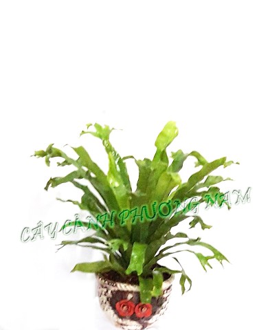 Chậu cây lá ráng
