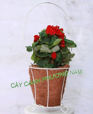 Thu Hải Đường