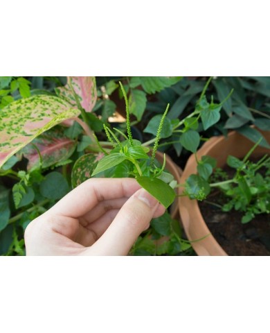 Trang trí góc làm việc bằng cây xanh