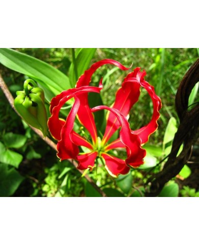 Ngót nghẻo - loài hoa đẹp nhưng cực độc ở Việt Nam