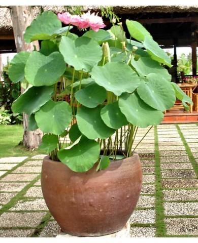 Trồng sen trong chậu nhiều hoa, tươi lâu