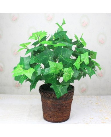 Trồng cây thường xuân đẹp nhà, giải độc không khí Trồng cây thường xuân đẹp nhà, giải độc không khí