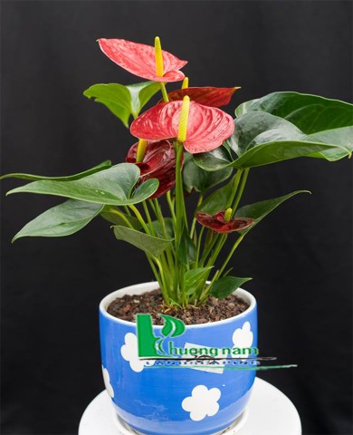 Chậu Cây Hồng Môn 