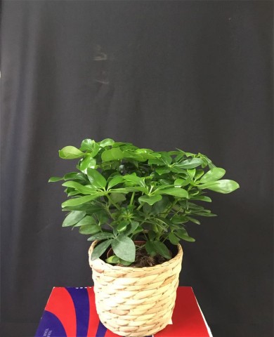 Chậu cây ngũ gia bì