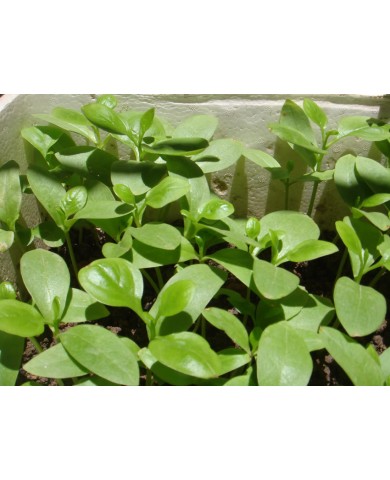 Trồng rau mồng tơi đơn giản tại nhà